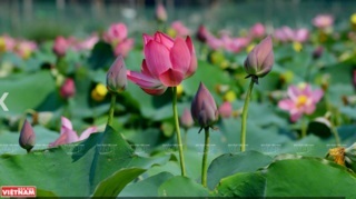 Lotus blossoms in Hue