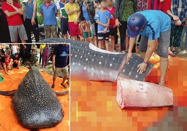 Investigation to be launched into rare fish slaughtering for sale in Thanh Hoa