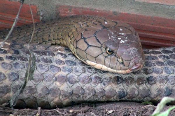 Hai con rắn hổ khủng ở miền Tây sẽ được xử lý thế nào?