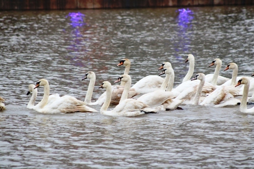 Swans beautify Hai Phong’s upcoming pedestrian street