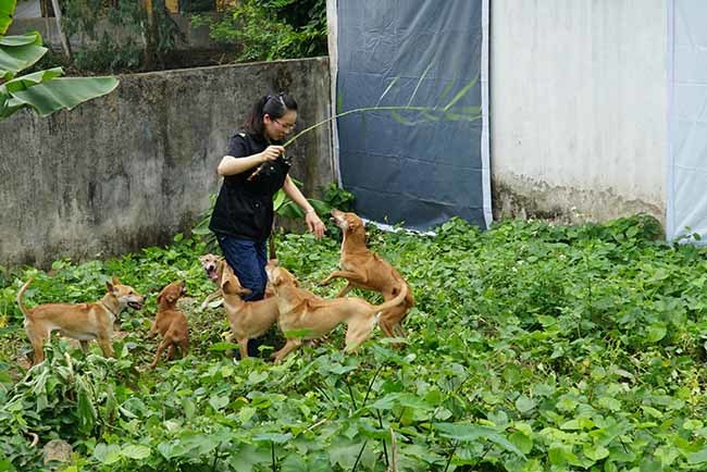 Trang trại 'Khuyển vương' tiền tỷ của cô gái 8x Hà thành