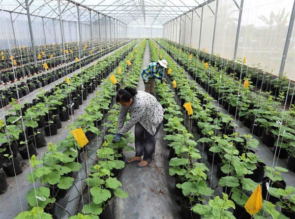 Agricultural sector looks to scale down workforce