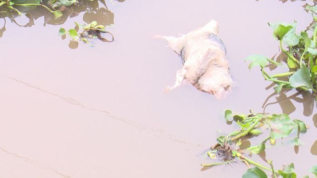 Investigation ordered into dumping of infected pig carcasses