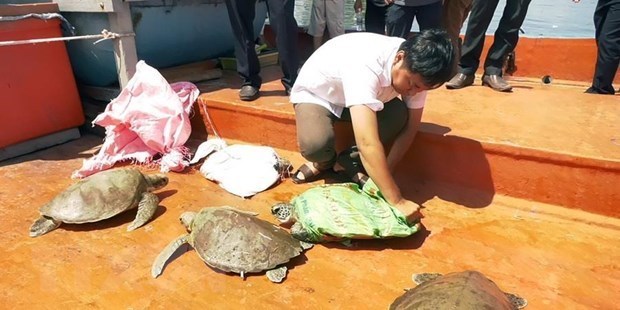 Quang Nam to release seven rare turtles back to nature