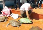 Quang Nam to release seven rare turtles back to nature