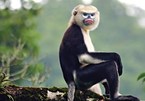 Quang Nam works to improve endangered langurs’ habitat