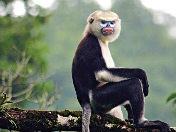 Quang Nam works to improve endangered langurs’ habitat