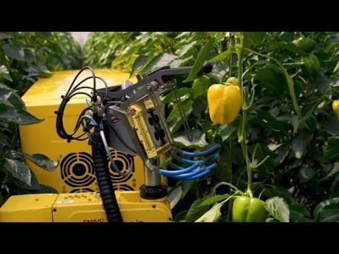 Robot biết nhận diện quả chín và thu hoạch ớt trong môi trường nhà kính