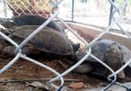 Rare turtles found at Quang Nam coffee shop