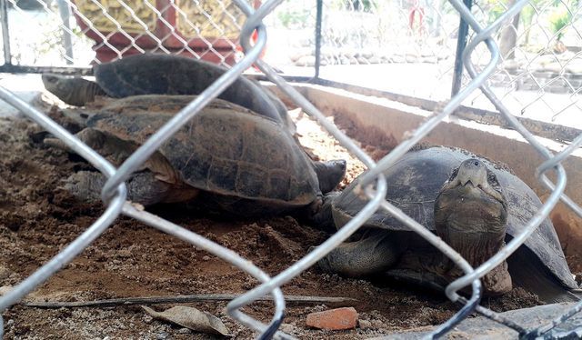 Rare turtles found at Quang Nam coffee shop