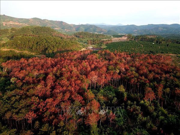 Pine trees felled in Lam Dong