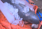 Quyết định của ngư dân bắt được 'cá nược' quý hiếm nặng 150kg