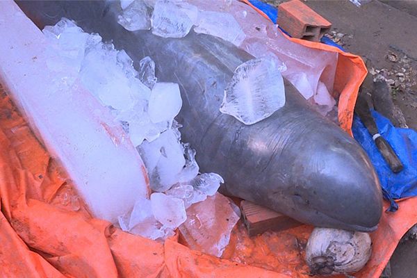 Quyết định của ngư dân bắt được 'cá nược' quý hiếm nặng 150kg