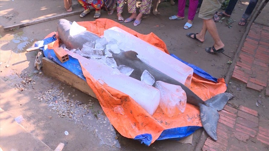 Endangered dolphin caught in Ben Tre