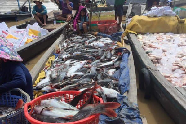 Công an Đồng Nai điều tra vụ cá chết trắng sông La Ngà