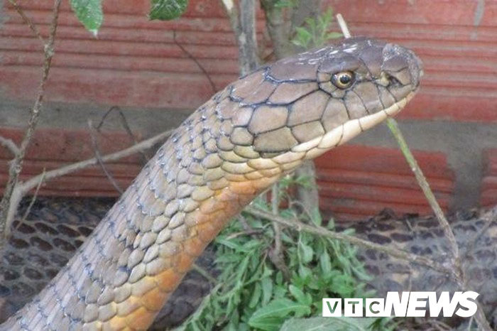 Bạn có bao giờ muốn tìm hiểu về loài rắn khổng lồ đáng sợ nhất của Việt Nam? Hãy đến với bức ảnh này và khám phá những sự thật kỳ diệu về chúng.