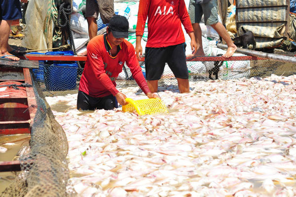 Cá chết trắng sông La Ngà, Bộ TN&MT truy tìm nguồn thải