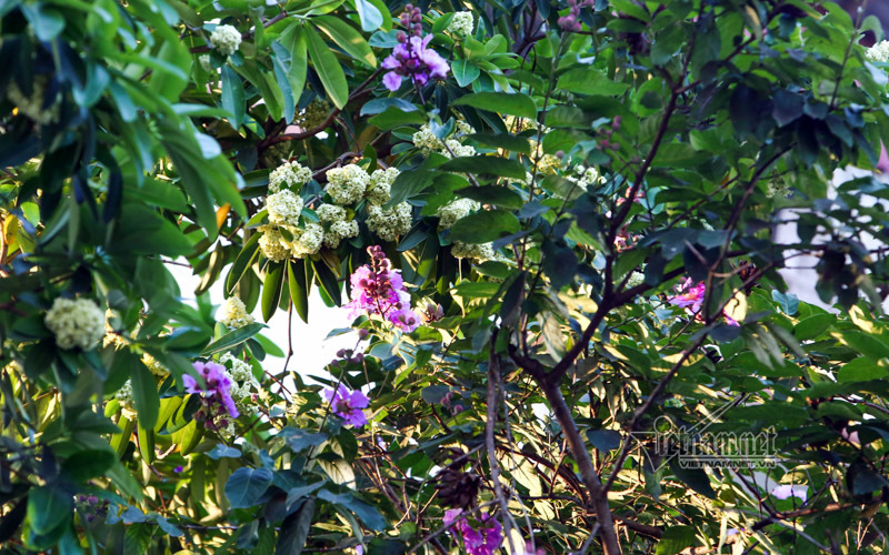 Bất thường hoa sữa nở rộ, thơm nức mũi giữa hè nóng rực đất Hà thành