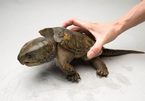 Loopholes found in licensing for raising big-headed turtles