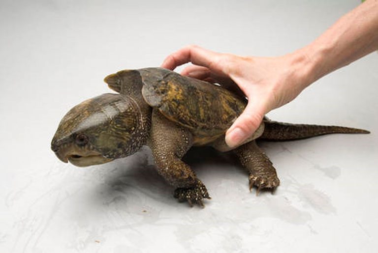 Loopholes found in licensing for raising big-headed turtles