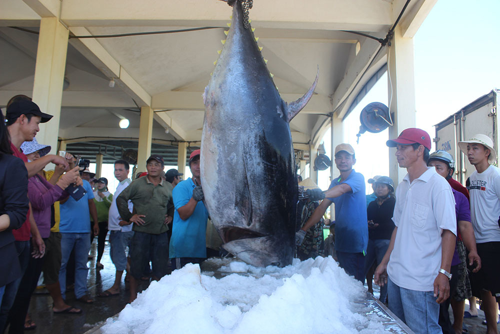 Phú Yên: Ngư dân bắt được cá ngừ vây xanh gần 400kg