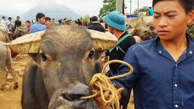 North-west's famous buffalo market