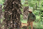 Vietnamese pepper farmers hit by massive losses