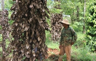 Vietnamese pepper farmers hit by massive losses