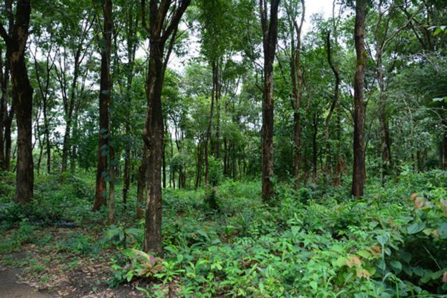 Villagers protect sandalwood forest in Gia Lai