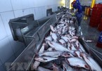 Tra fish shipments to US, China fall