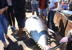 Fishermen catch a nearly 400 kilogram tuna in Central Vietnam