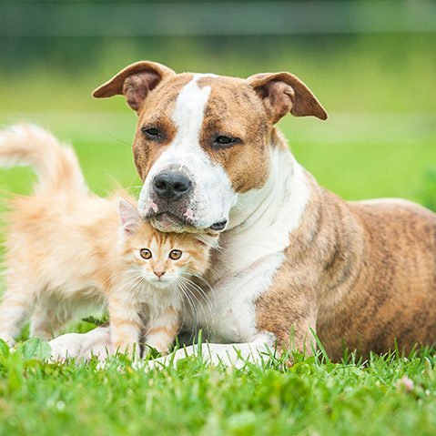 Những vấn đề cần suy nghĩ trước khi nuôi thú cưng trong nhà