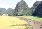 Festival features Tam Coc in golden rice fields