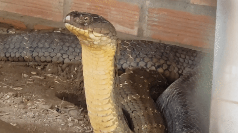 Hình ảnh cặp rắn hổ mây ở An Giang: 1 con có dấu hiệu thay da