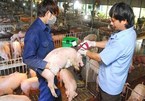 Vietnam takes drastic measures against African Swine Fever