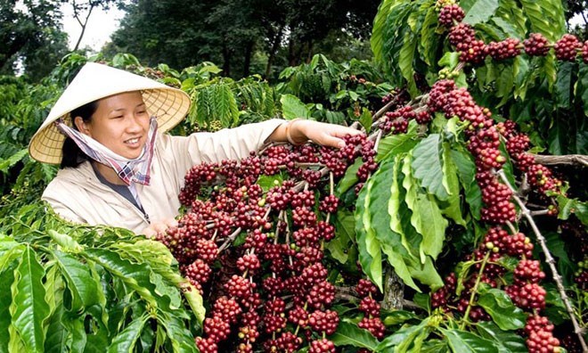 Internal, external factors challenge Vietnam’s coffee exports