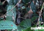 Poisonous snakes flourish on forest in Hoang Lien Son Mountains