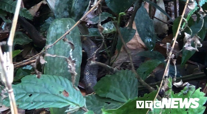 Poisonous snakes flourish on forest in Hoang Lien Son Mountains