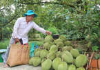 Mekong Delta fruit farmers see bumper harvest, high prices