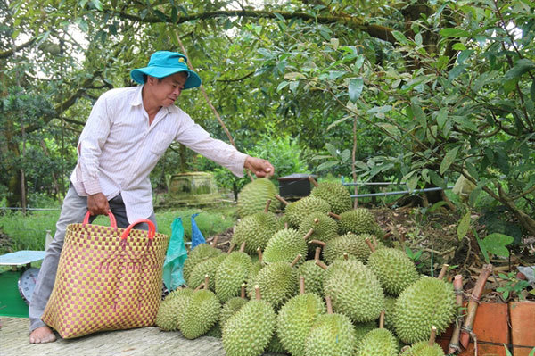 Mekong Delta fruit farmers see bumper harvest, high prices