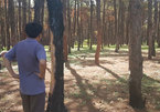 Gia Lai struggles to fight pine forest destruction
