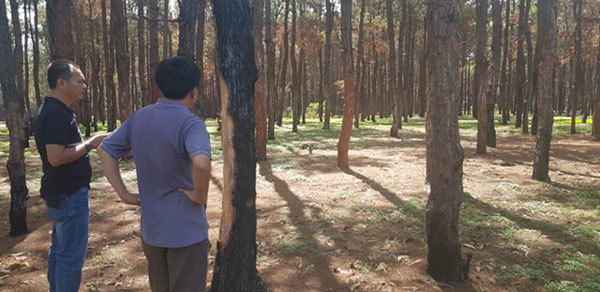 Gia Lai struggles to fight pine forest destruction