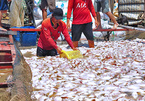 Gần 1.000 tấn cá chết trên sông La Ngà: Huyện mong tỉnh sớm có kết quả điều tra