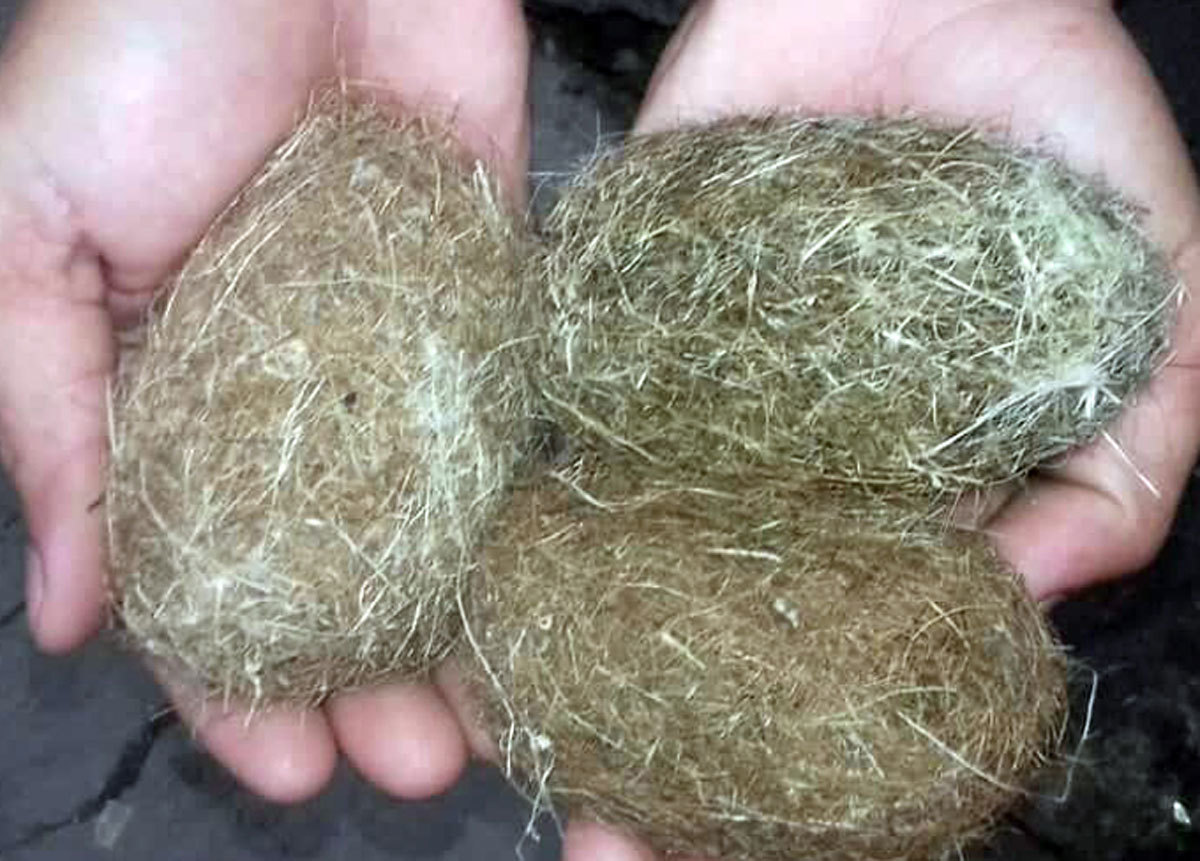 Dân phát hiện 3 'vật thể lạ' nghi 'cát lợn' ở An Giang