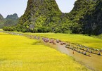 Alluring Tam Coc in ripe rice season