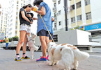 Dắt chó ‘đi bậy’ ở chung cư bị phạt 3,5 triệu