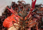 Market watchdog tightens fight against imports of banned crayfish