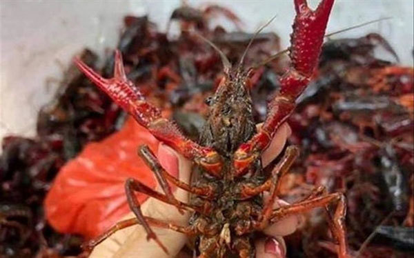 Market watchdog tightens fight against imports of banned crayfish