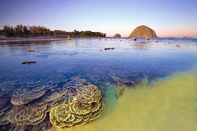 Phu Yen coral reefs in need of conservation