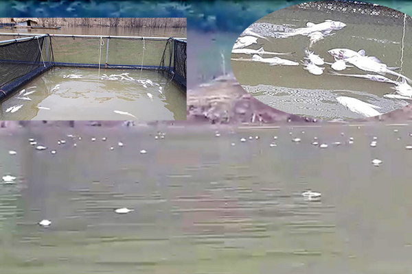 Cá chết trắng mặt hồ thủy điện Hủa Na ở Nghệ An